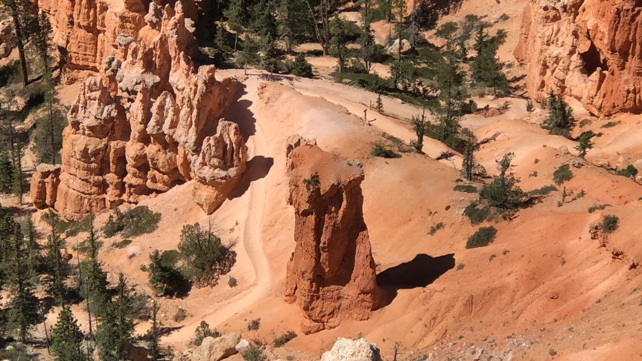 Cedar 2*